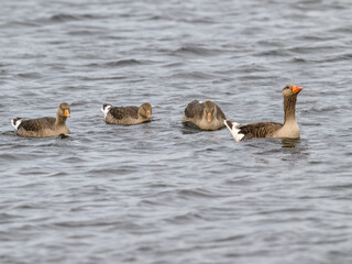 Family of Graylag Geese Swimming in Choppy Waters