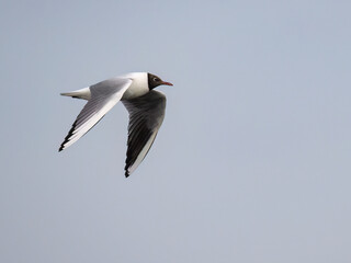 Black-Headed Gull in Flight Against Clear Sky
