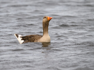 Graylag Goose Swimming in a Lake