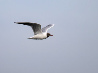 Black-Headed Gull in Flight Against Clear Sky
