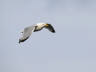 Lesser Black-backed Gull Flying Against Clear Sky