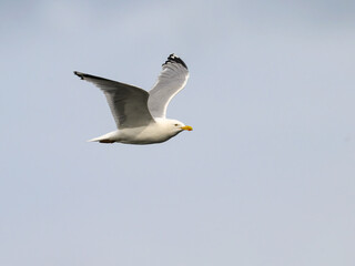 Lesser Black-backed Gull Flying Against Clear Sky