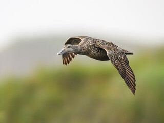 Female Common Eider in Flight Over Green Wetland