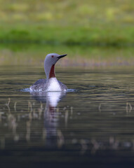 Fototapeta premium Red-Throated Loon Swimming in Calm Freshwater Habitat