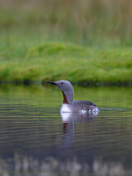 Red-Throated Loon Swimming in Calm Freshwater Habitat