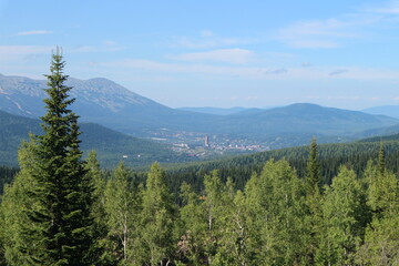Obraz premium pine trees in the mountains