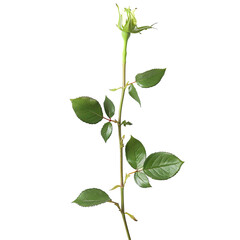 White rosebud stem with leaves