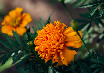 orange flower on a green background