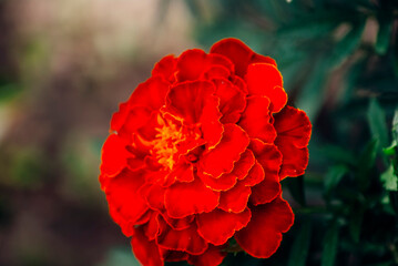red rose in the garden
