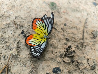 A dead butterfly on the ground