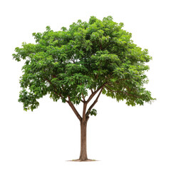 Full shot of a lush green tree, isolated against black.  Healthy, vibrant foliage spreads widely,  with a strong,  brown trunk