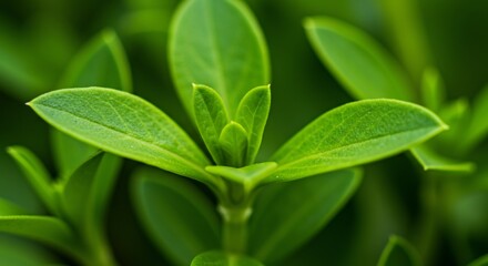 Obraz premium Vibrant Green Leaves: Macro Photography of a Lush Plant's New Growth