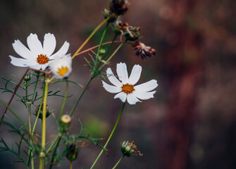 white daisies in the garden