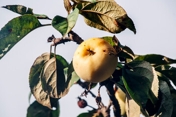 apples on a branch