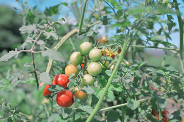 実る可愛いトマト