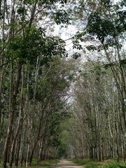 trees in the forest