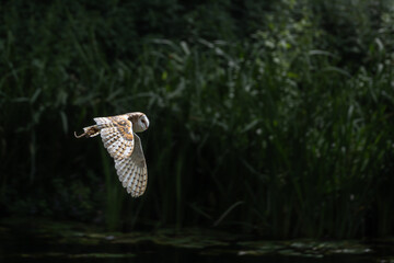 Adult Barn Owl in flight