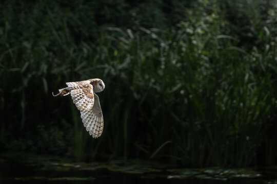 Adult Barn Owl in flight