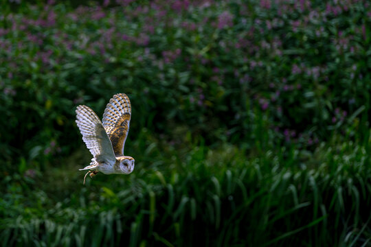Face of a Barn Owl in Flight