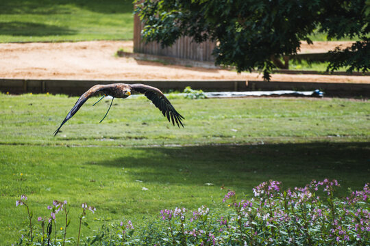 Bird of prey in flight
