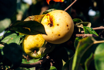 apples on a branch