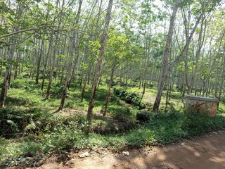 trees in the park