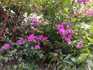 pink flowers in the garden