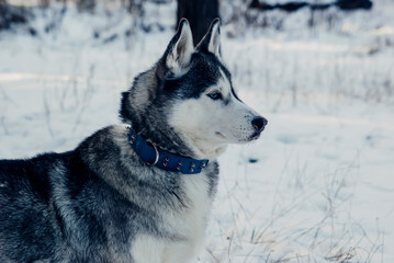 siberian husky on the snow