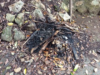 burnt wood remains