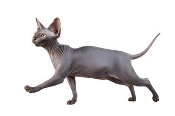 Fototapeta premium Playful cream kitten jumping in midair isolated on transparent background