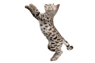 Free photo of cat in motion pose transparent background