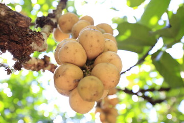 Bunch of Longkong in the garden