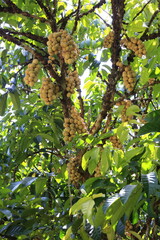 Bunch of Longkong in the garden
