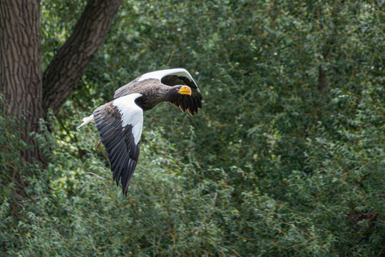 Condor in flight in the woods