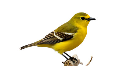 yellow wagtail isolated on white background