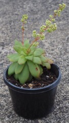 Crassula orbicularis mature succulent plant