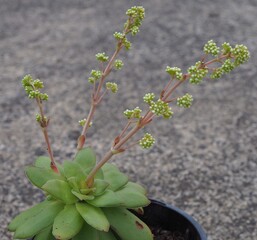 Crassula orbicularis mature succulent plant flowers