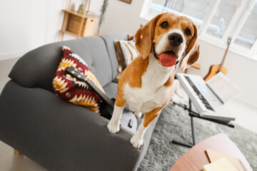 Cute beagle dog with guitar and modern synthesizer sitting on sofa at home