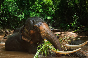 Thai elephants, wild elephants playing in the water at a stream in the middle of the forest in Chiang Mai, Thailand.