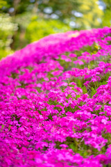 Obraz premium 春の絨毯、芝桜の丘