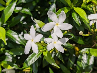 Mondokaki Flower (Tabernaemontana Divaricata) in the morning