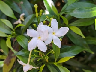 Mondokaki Flower (Tabernaemontana Divaricata) in the morning
