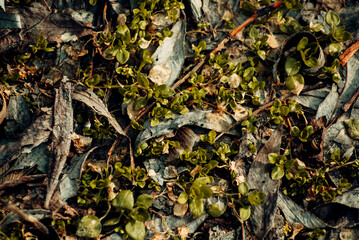 close up of a tree bark