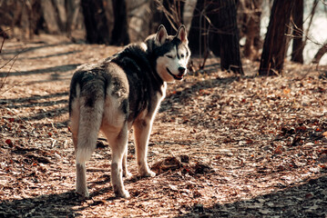 siberian husky in the forest