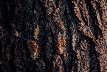 tree bark texture