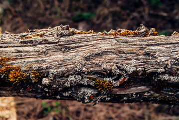 tree bark and moss