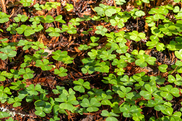 Patch of Green Clover Leaves in Forest
