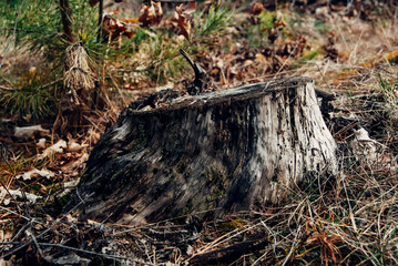 old stump in the forest
