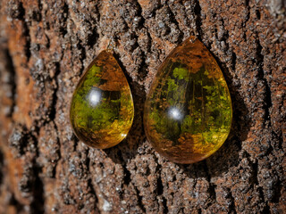 Bernstein-Tr&auml;nen an Baumrinde: Nat&uuml;rliche Sch&ouml;nheit in warmen Farben und friedlicher Atmosph&auml;re. Eine Metapher f&uuml;r Kunst und Natur.