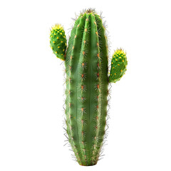 Naklejka premium Vertical cactus, vibrant green, spiky, small yellow buds